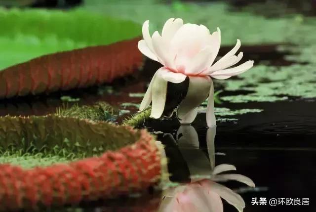 错过郁金香的阿姆斯特丹,荷兰赏花景点推荐