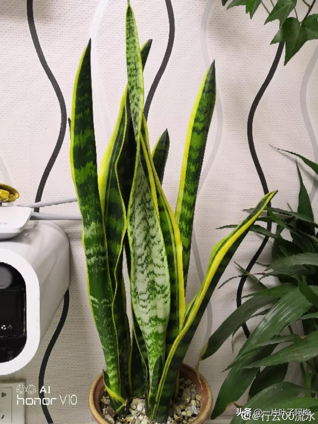 叶子软塌塌,叶子缺水卷曲怎么补救