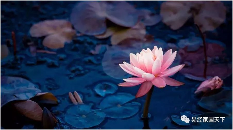 心若不动四大智慧,流传的四大智慧