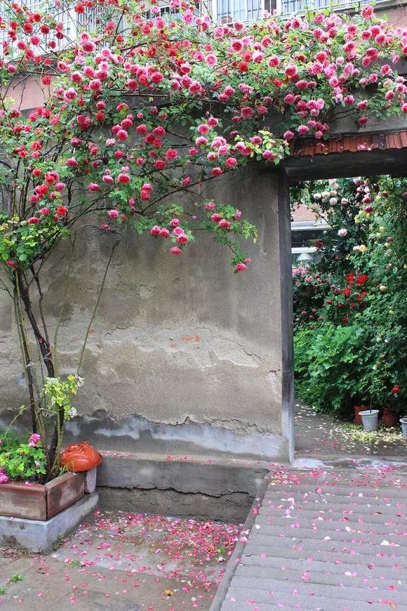 藤本月季秋季怎么修剪才会花墙,最丰花多季开花的藤本月季