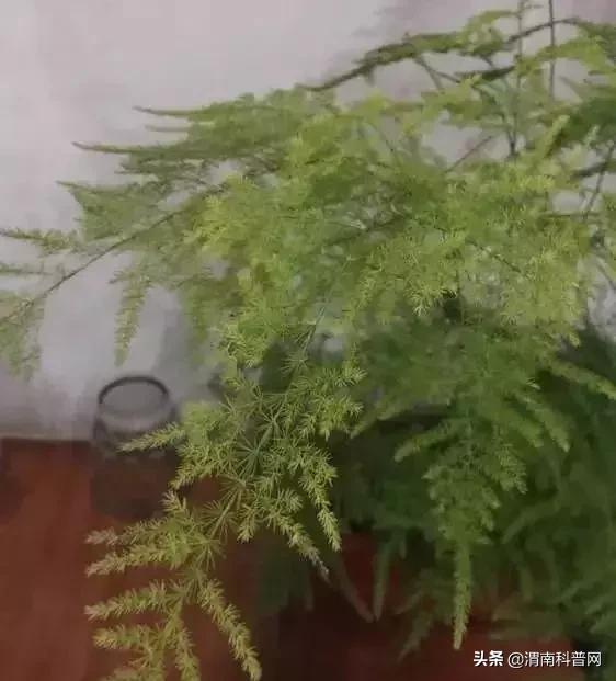 妞嶇墿鍡栧棖闀跨垎鐩嗕笉榛勫彾,鍏绘鐗╀竴涓槦鏈熶笉姝荤殑绉樻柟