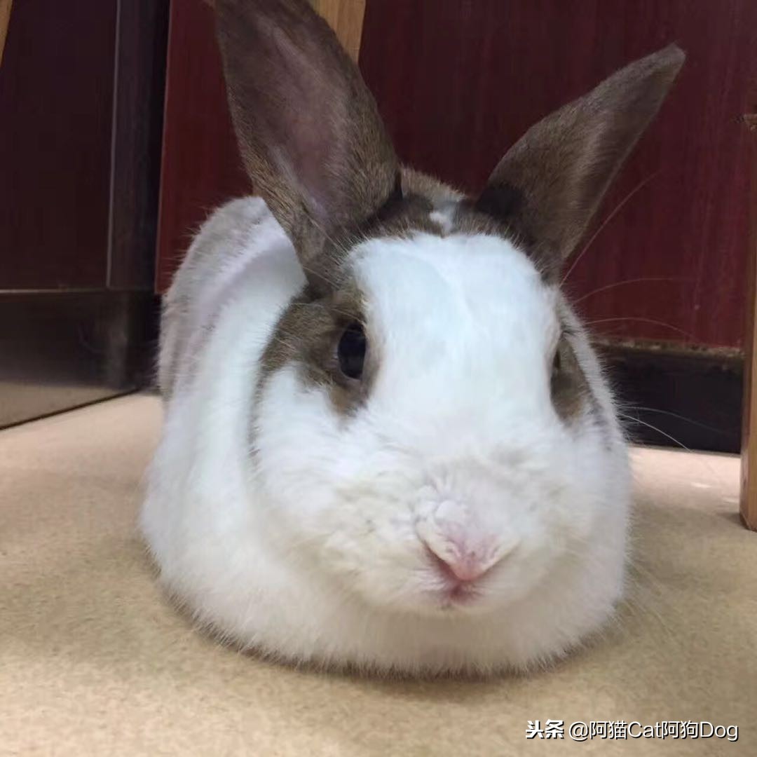 兔子的日常饲养Rabbit