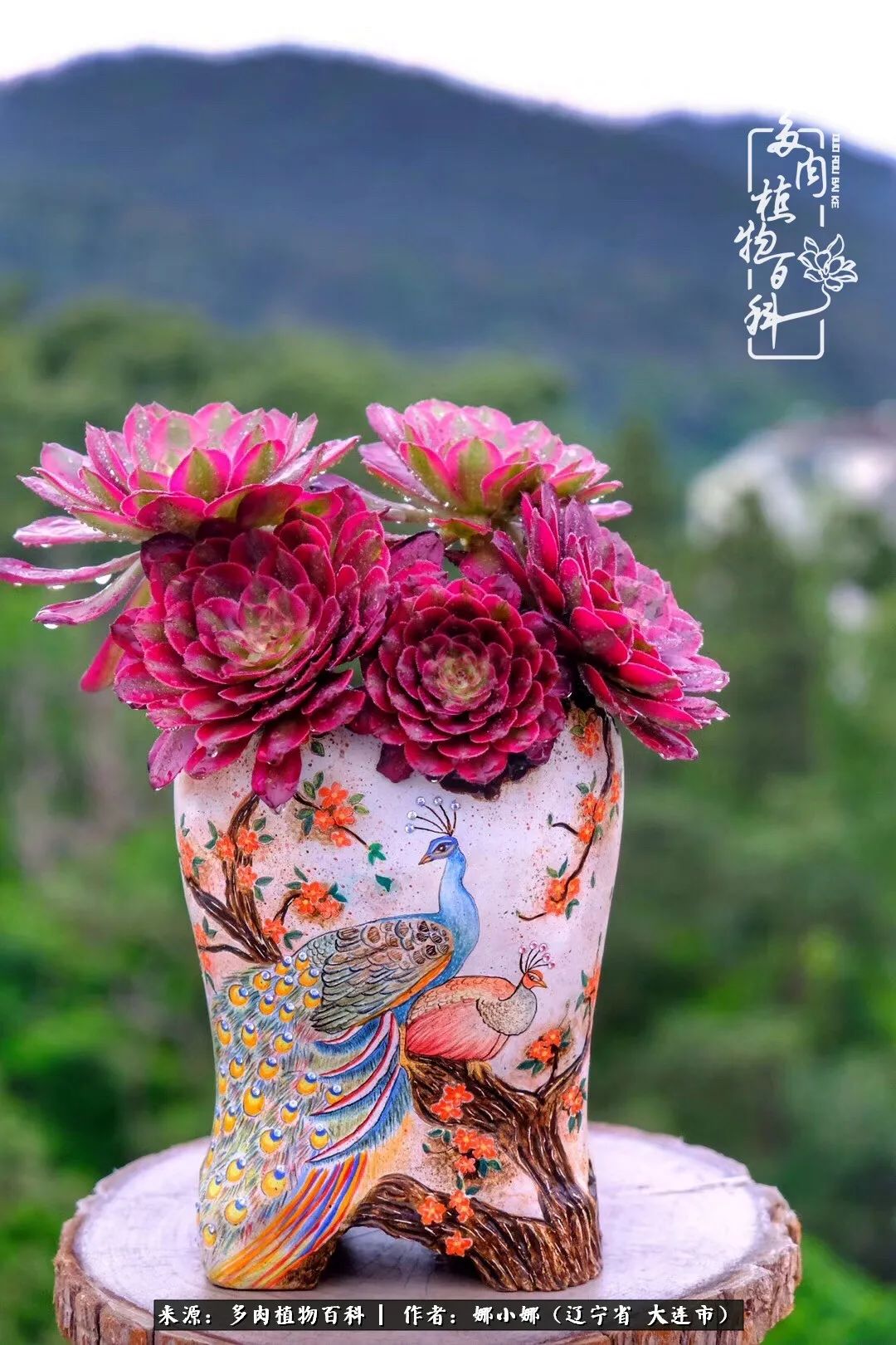 你是盆我是花，你护我周全，我为你绽放