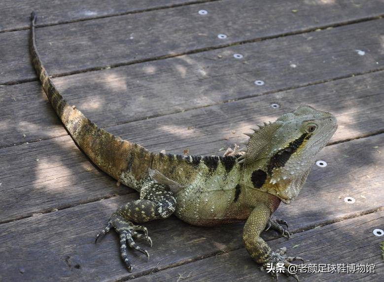 足球鞋胡尔克,胡尔克巴西刺绣足球鞋