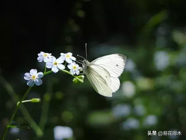 盆栽小黑飞虫怎么治,盆栽有小飞虫怎么处理