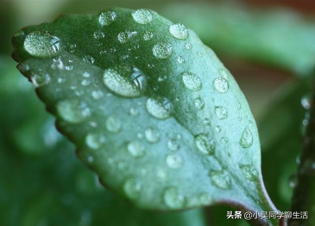 长寿花叶子一碰就掉怎么办,长寿花掉叶子怎么补救