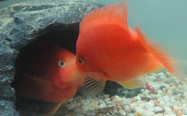 鹦鹉鱼斜身游东倒西歪怎么回事,鹦鹉鱼鱼肿嘴是怎么回事