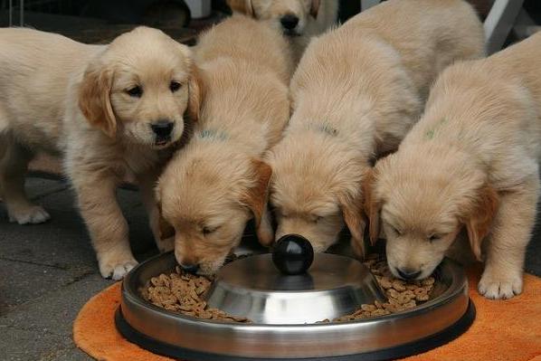 养金毛犬要注意什么,饲养金毛犬有哪些注意事项