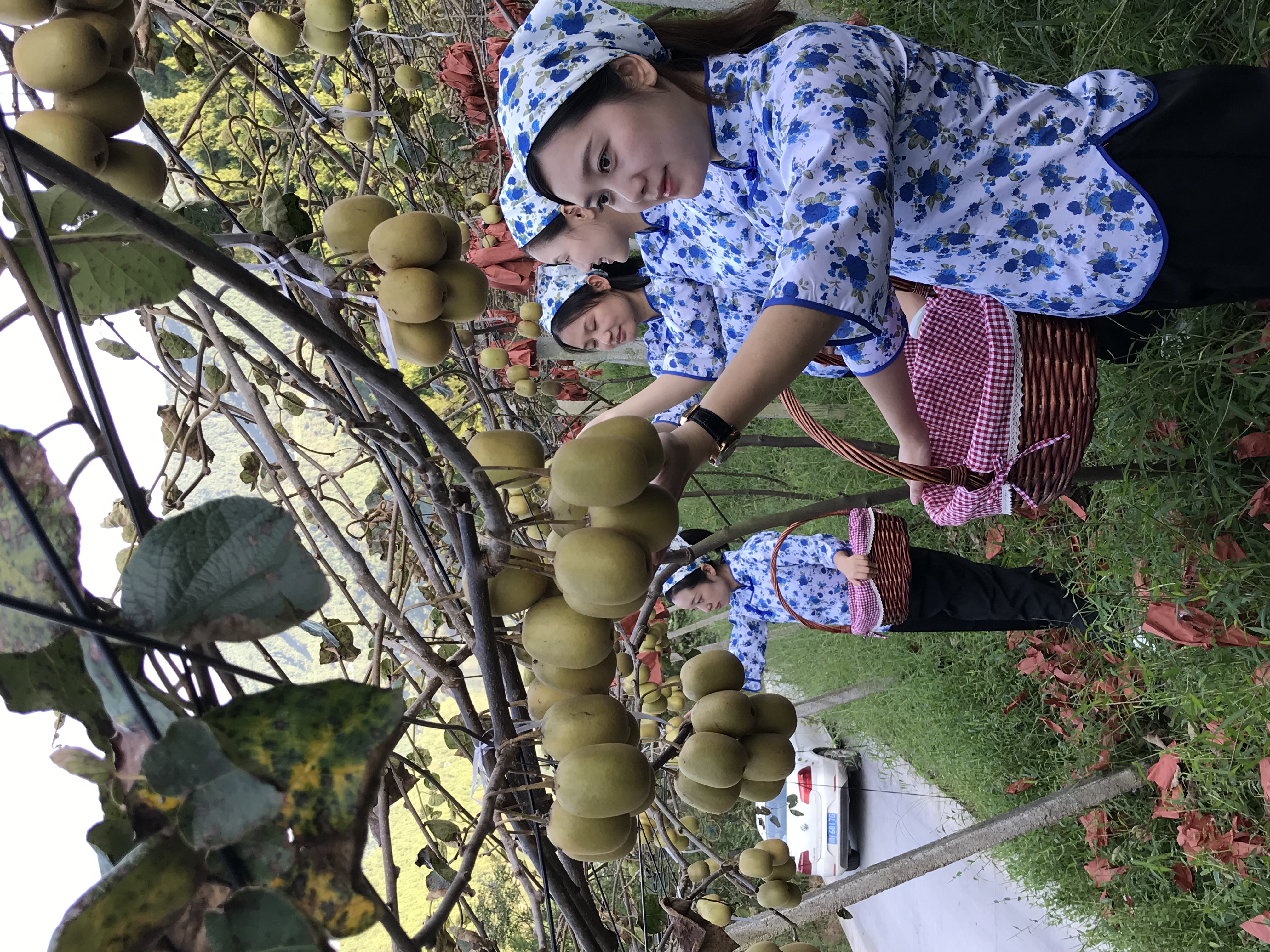 苍溪红心猕猴桃销量第一名,苍溪历年红心猕猴桃产量