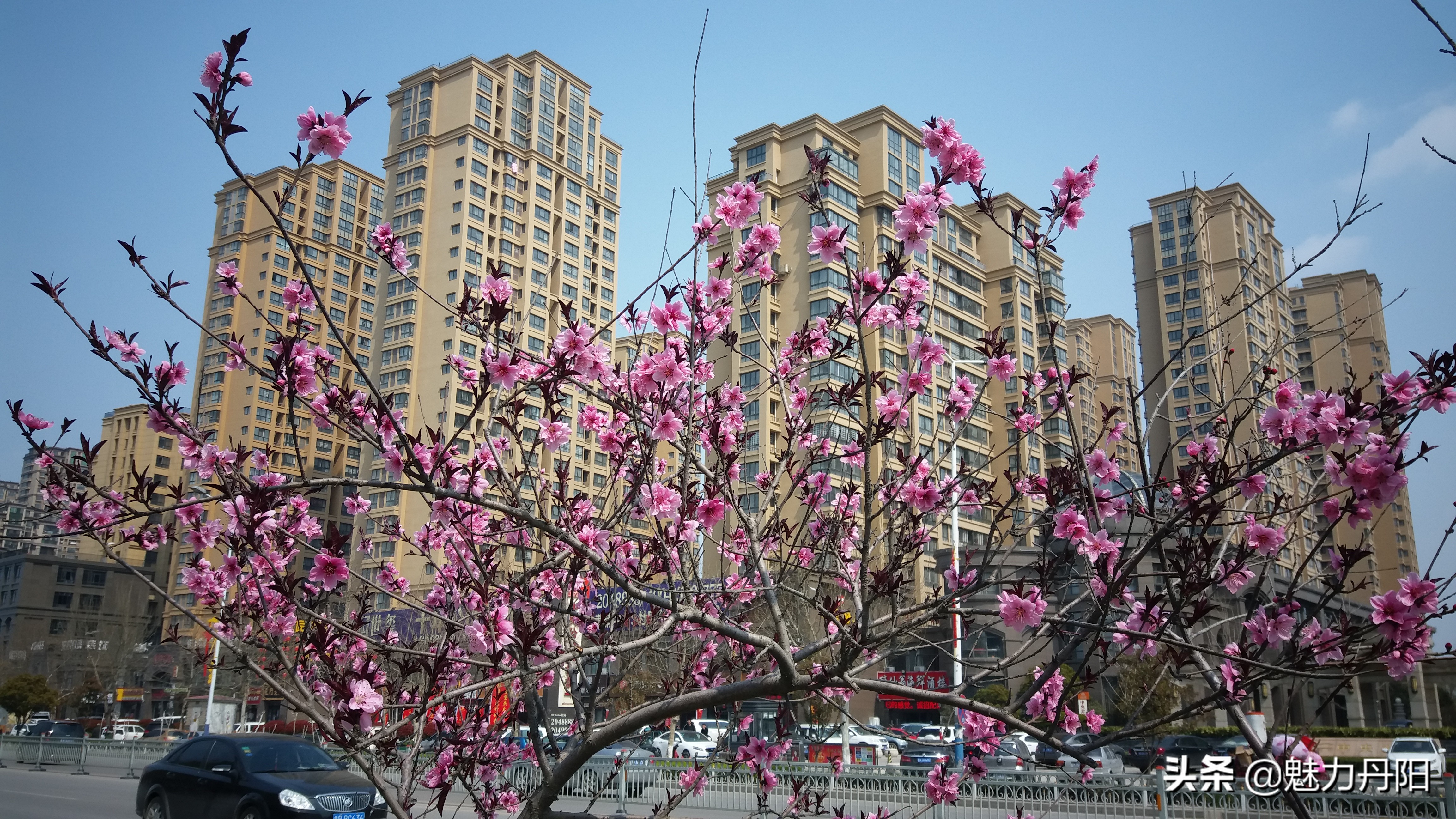 红旗飘扬春潮涌,专题片解说词——菏泽市开发区丹阳街道科学发展纪实