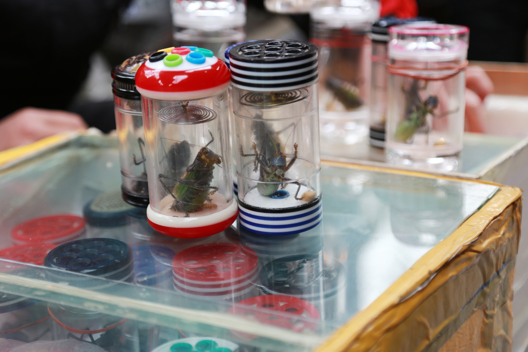 通过养蝈蝈怎么赚钱,养蝈蝈一年利润