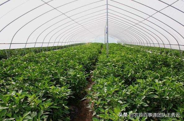 阴天温度低大棚需要放风吗,大棚晚上关风棚内湿度大好吗