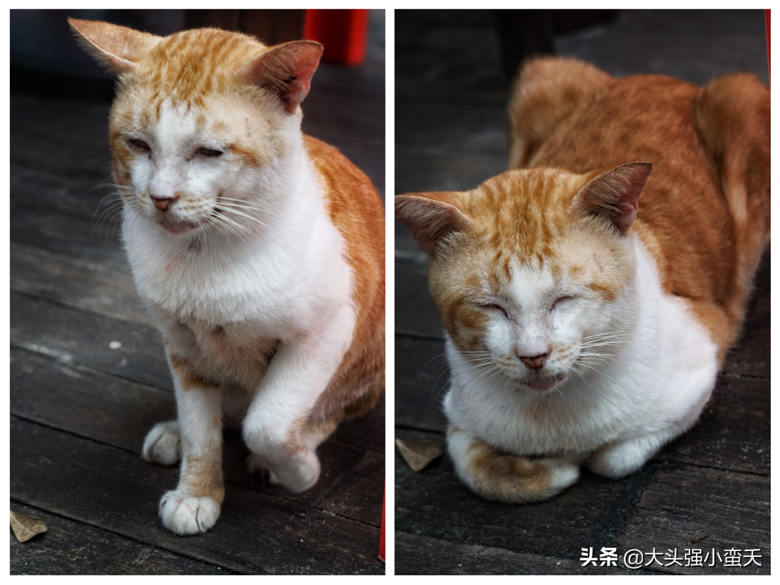 沙巴马穆迪岛为什么最小 (马穆迪岛海岛)