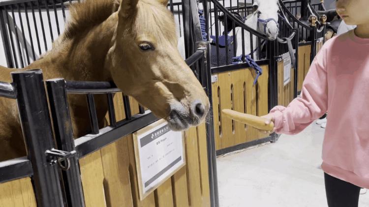 徐州英骐国际马术,徐州英琪国际马术中心