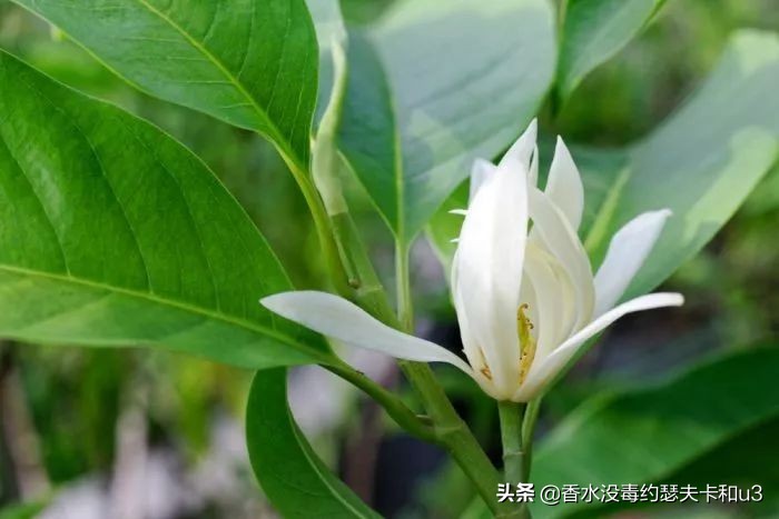 宝格丽香水：经典“三茶”后真无好香