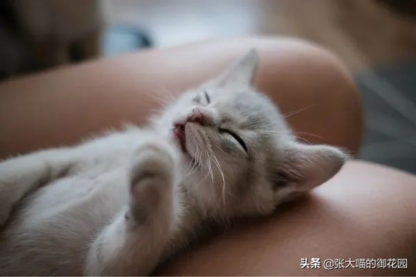 小奶猫有必要喝羊奶粉吗,猫咪一定要吃宠物羊奶粉吗