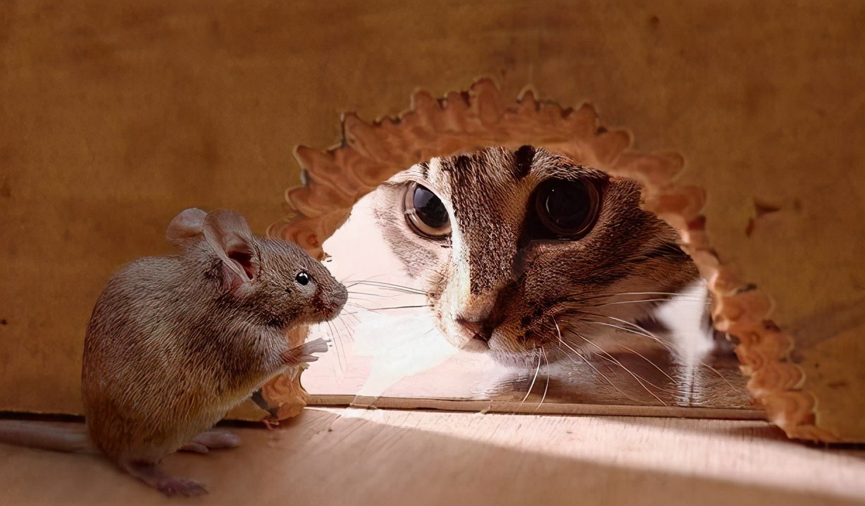 猫咪总是半夜叫主人起床怎么办,猫咪半夜老是叫要不要搭理他