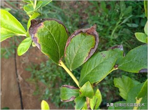 蓝莓叶片边缘焦枯是什么病害,蓝莓在高温下有哪些病害