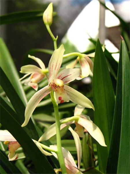 兰花有多少个品种哪些品种好看,兰花十大名贵品种有哪些