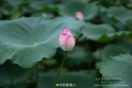 广州有荷花的地方,广州周边的荷花景点推荐