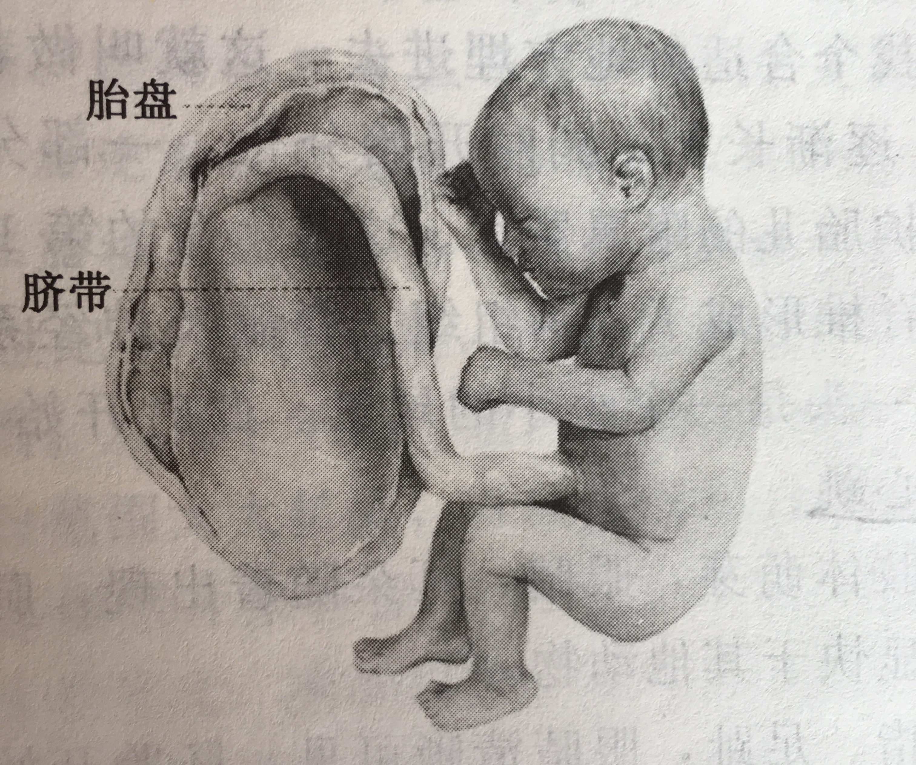 双胞胎胎儿发育过程动画视频,怀孕期间胎儿发育过程的视频