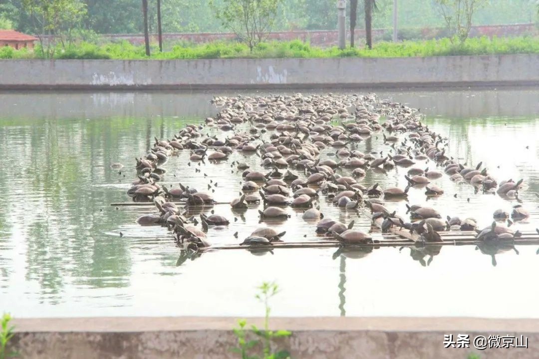 京山生态农庄怎么样,湖北京山有个农场