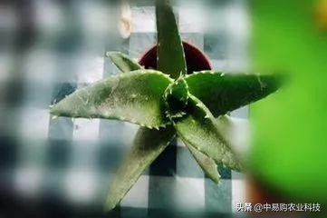 芦荟病害防治方法大全图解,芦荟有哪些虫害