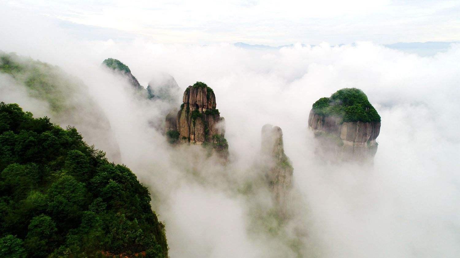 一只长着猴脸的鸟,长着猴子脸的鸟儿