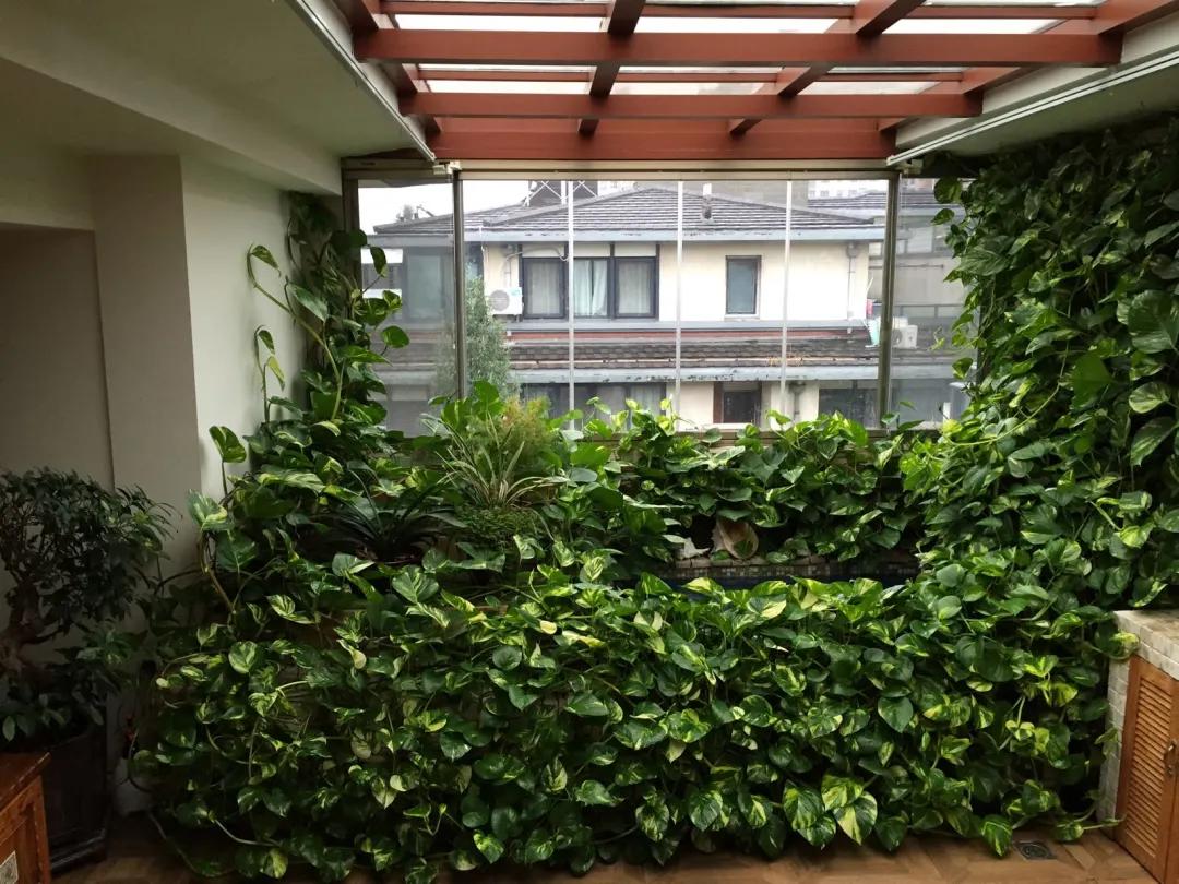 农村绿萝泛滥成灾,绿萝怎么防止烂根