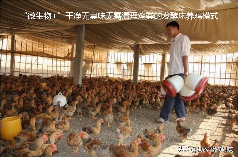 垫料床养猪方法,薄垫料发酵床养鸡