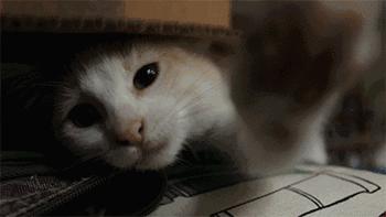 猫被蜜蜂蜇了涂什么好,猫咪被蜜蜂蜇了怎么办