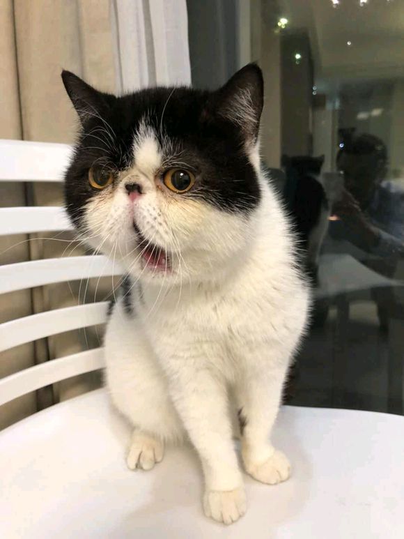 猫咪脱臼复位后好久恢复,猫咪下巴脱臼了可以治愈吗