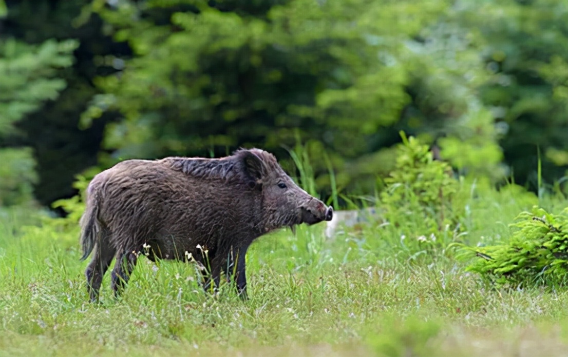 野猪肉要上市了？安徽组建狩猎队，队员猎杀的野猪10元1斤回收