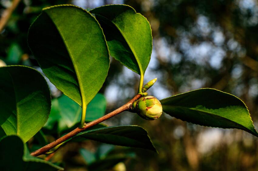 茶梅和茶花花苞哪个难打开,茶梅掉叶子是什么原因呢