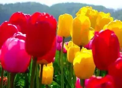 100种花的花语以及送花礼仪分享,100种花的名字和图片带花语