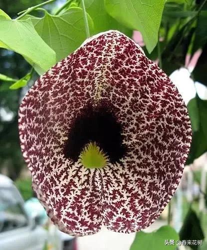 神奇的植物图片及介绍大全,十大最好的神奇植物