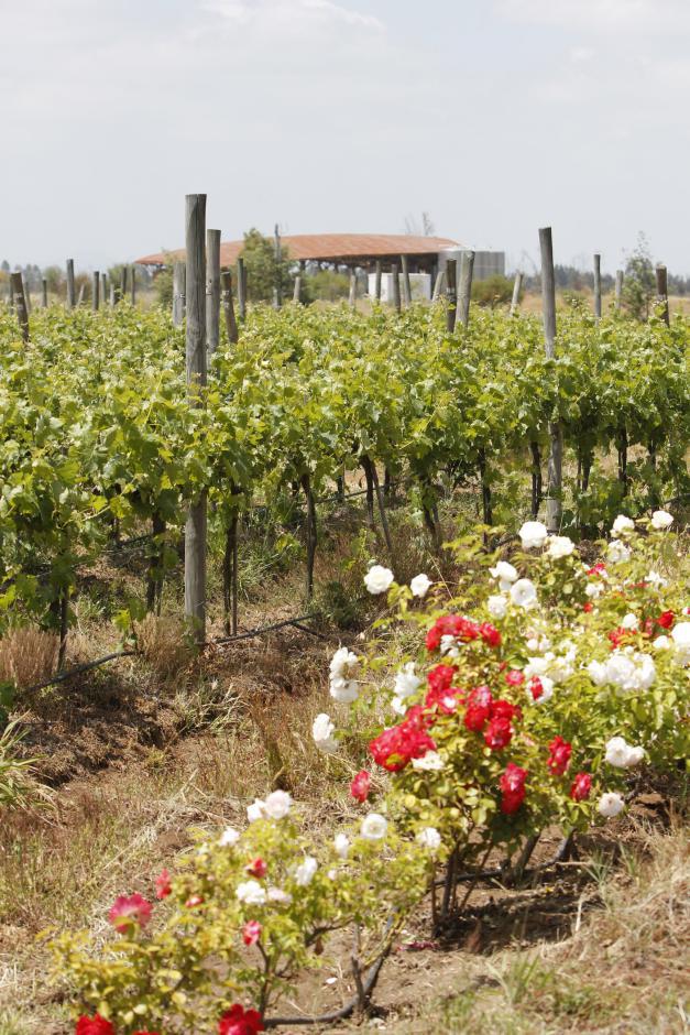 智利葡萄酒分级写在什么位置,智利红酒的分级会虚标吗