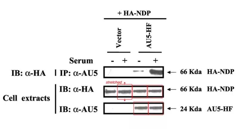 论文图片作假,论文撤稿是真的假的