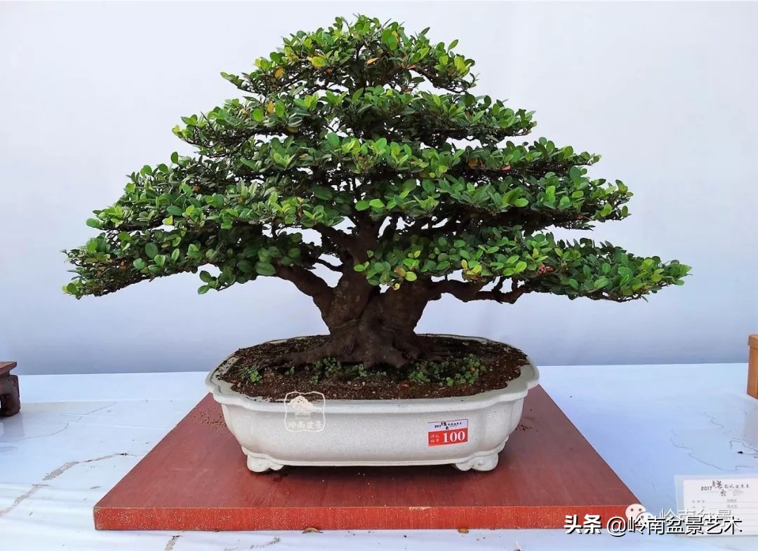 杂木盆景也毫不逊色,杂木盆景值钱吗