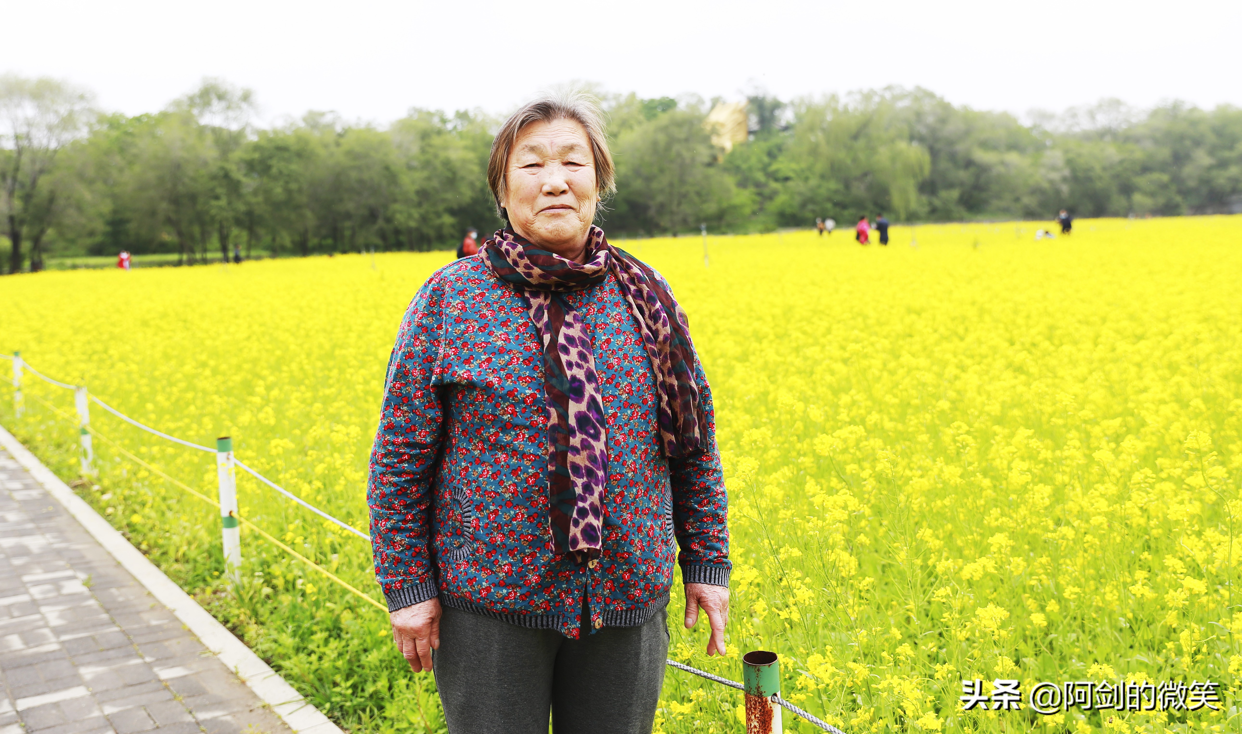 沈阳十一假期哪里有花海,沈阳玫瑰小镇温泉花海两日游