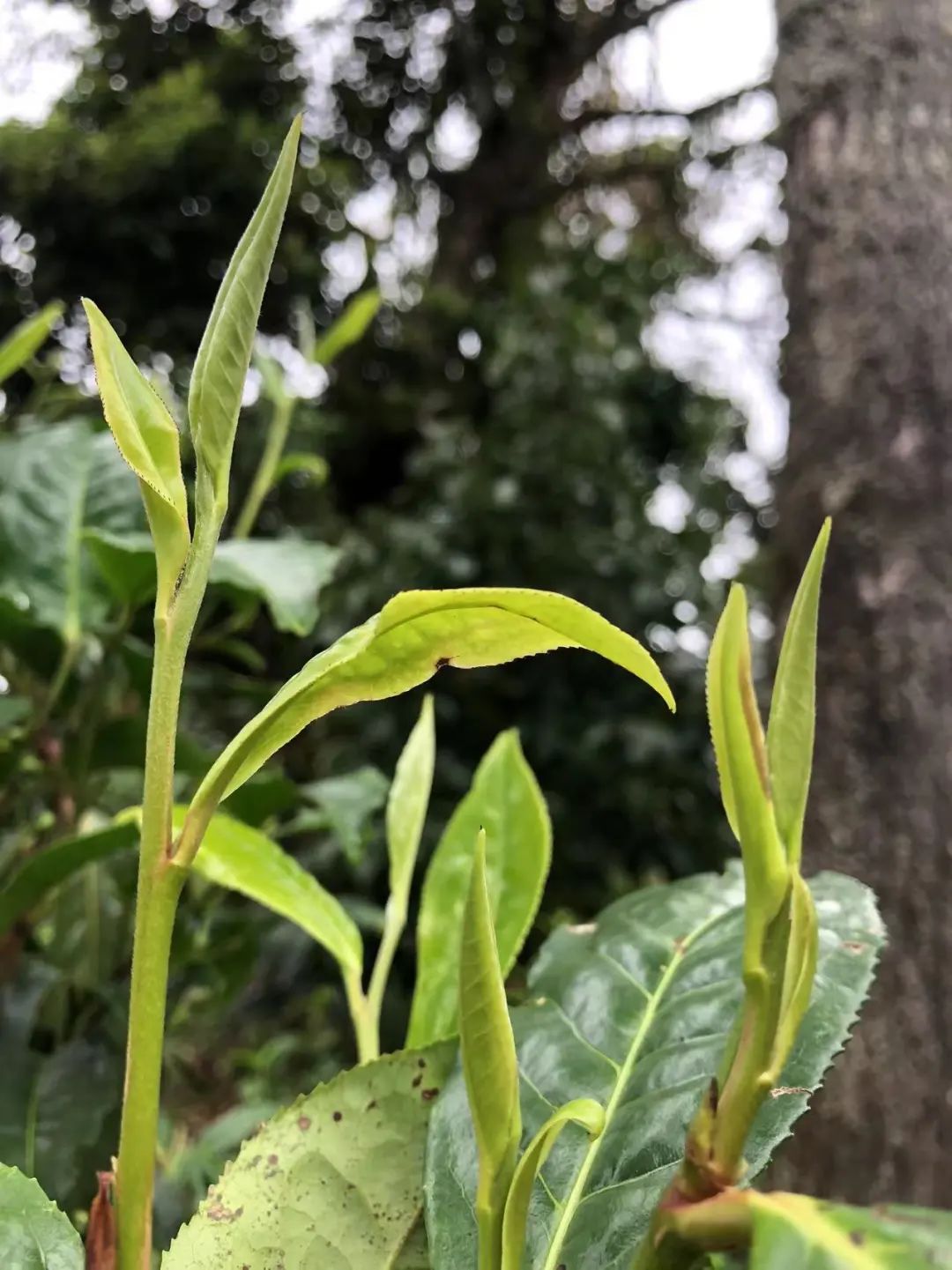 何为功夫茶,潮州功夫茶