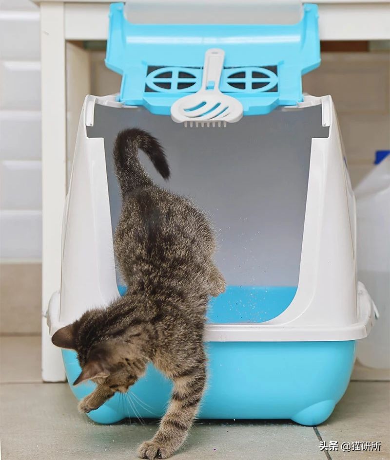 猫砂盆买什么样的最好,猫砂盆选什么的最合适