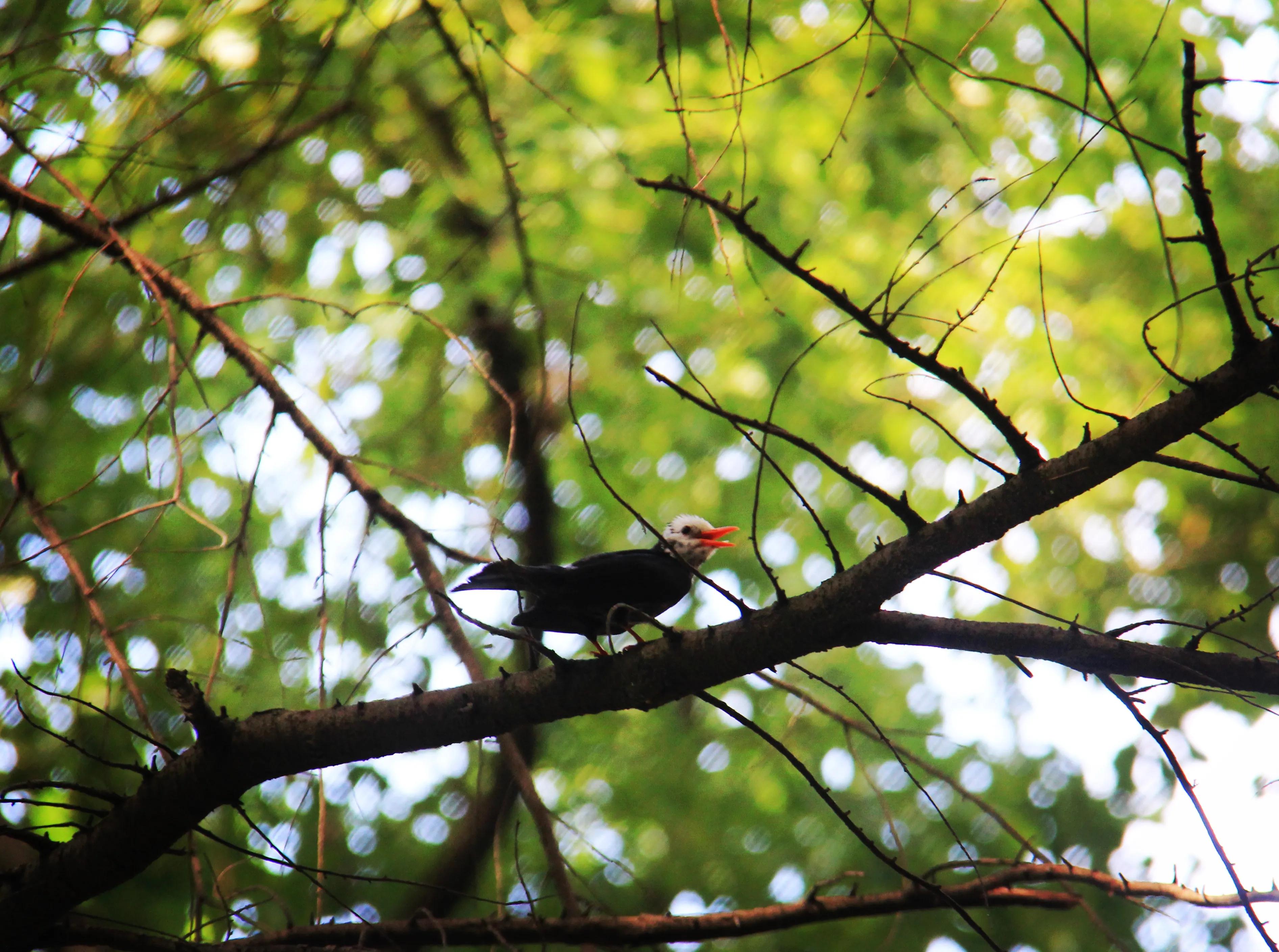 叫声咪咪咪，不是小猫咪，原来是只黑鹎