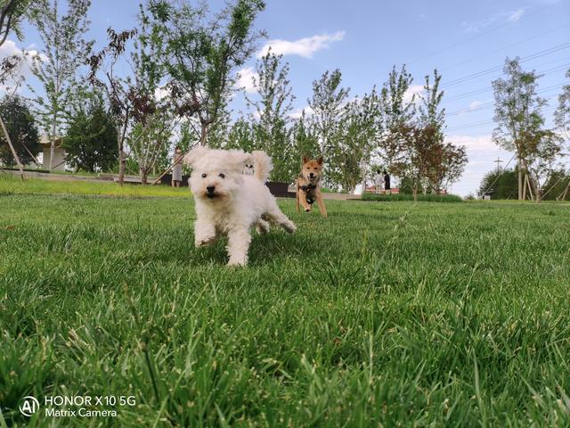 荣耀热门五款机型拍照对比：分别是Play4T/X10/30S/30/30Pro