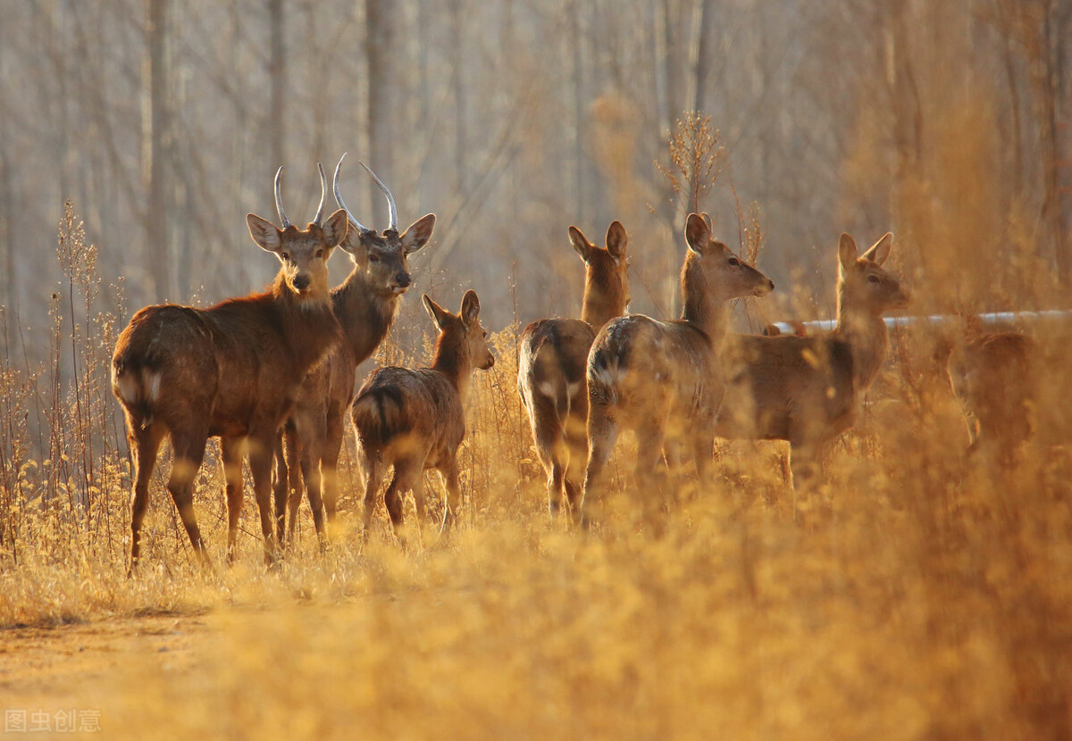 珲春再现众山皆有虎盛况,珲春变东北虎保护区