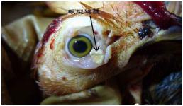 鸡痘的四种类型及防治措施,鸡痘预防用什么药预防