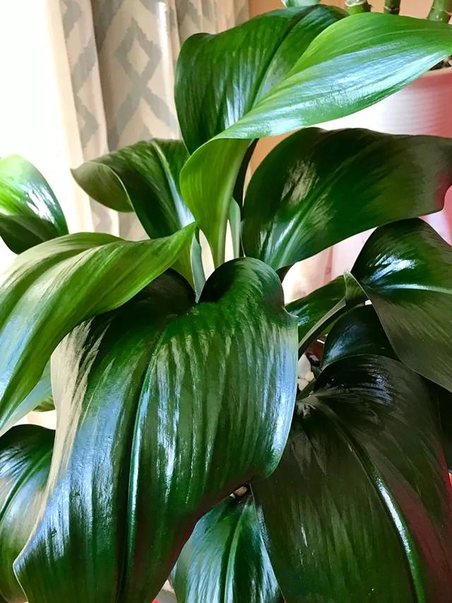 什么肥料能促进叶子生长,叶子施肥的方法