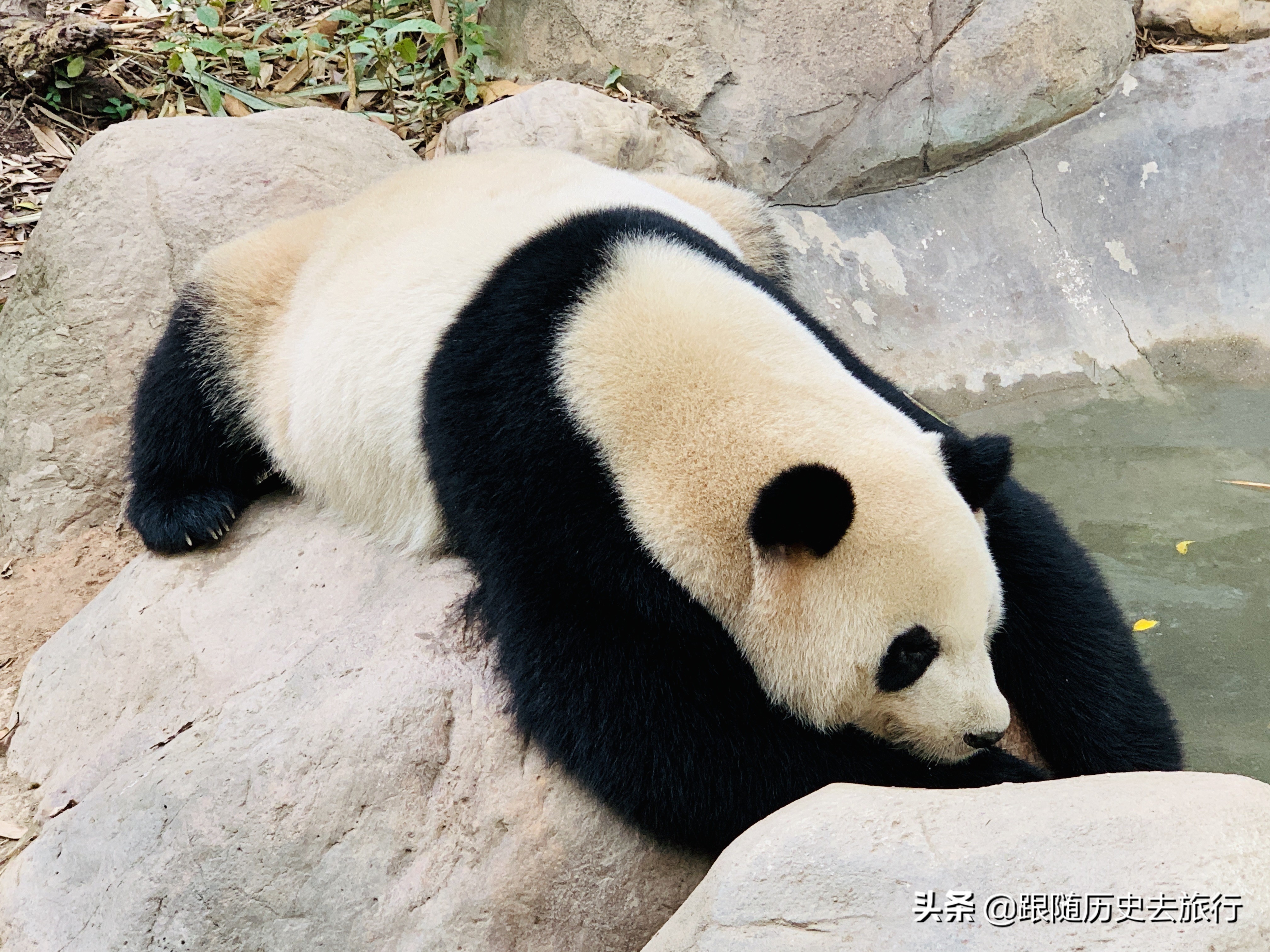 350元的广州长隆动物园咋样？大熊猫考拉都有！春天一起来打卡