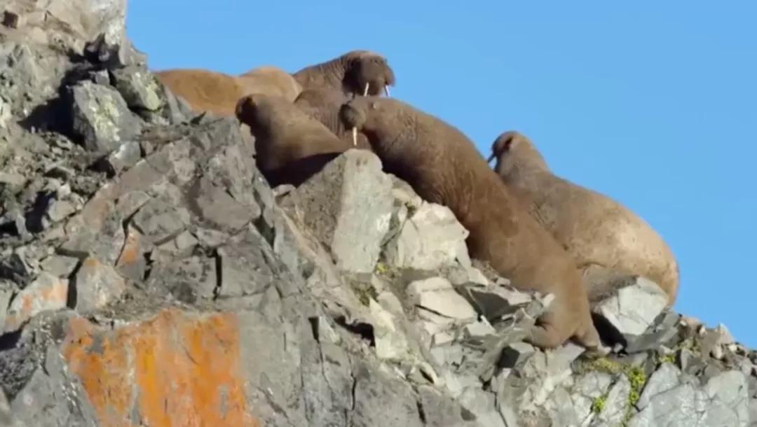 海象为何集体跳下悬崖全过程,海象集体坠崖有改善吗