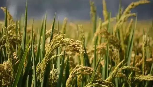 水稻早衰症状图片,水稻生理性早衰